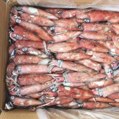 China Nutritious box frozen loligo squid packing tube for sale