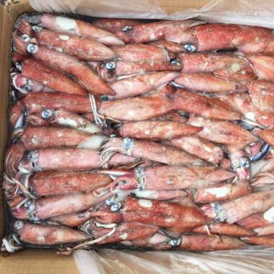 China BQF Loligo Nutritious Frozen Squid for sale