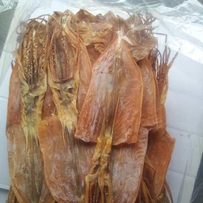 China China Illex Nutritious Frozen Squid Dried Equator Squid for sale