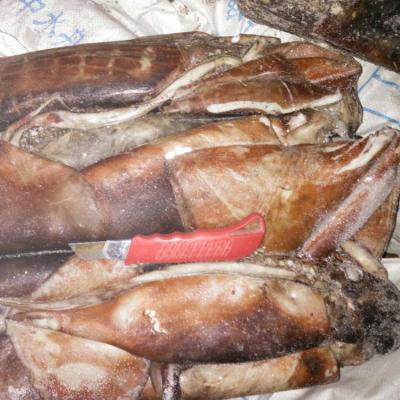 China Nutritious Frozen Giant Squid Whole Round Cleaned Wholesale for sale