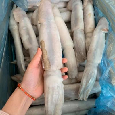 China Illex Nutritious Squid WR IQF 40% Frozen Glaze Cheap Price for sale