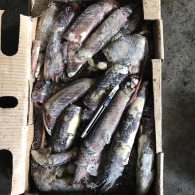 China Nutritious frozen Indian black squid for fish biat for sale