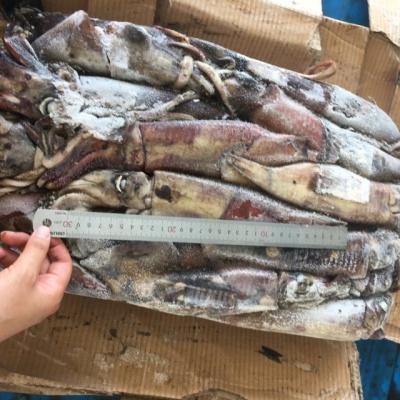 China Frozen Squid FROZEN WR 100% Seafrozen Black Nw for sale