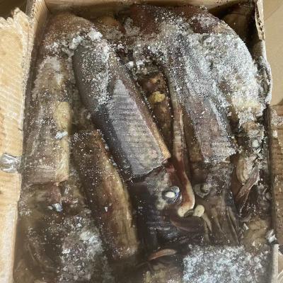 China Vietnam Squid Black Nutritious Frozen Squid WR for sale