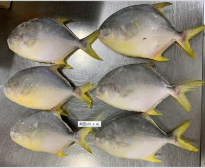 China FROZEN golden pomfret fish on sale for sale