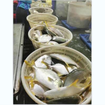 China Pompano d'or salable of FROZEN golden fish of damselfish in the market for sale