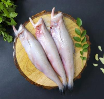 China FROZEN Frozen Bombay Duck Fish for sale