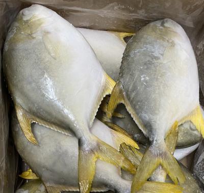 China Pompano d'or salable of FROZEN golden fish of pomfrets for sale