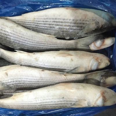 China FROZEN Frozen Gray Mullet Gutted Whole for sale