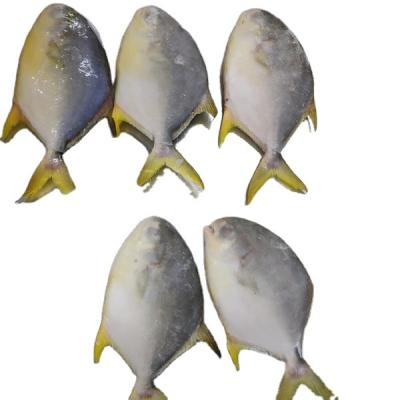 China FROZEN golden fishes of damselfish 500/600 10% glaze for sale