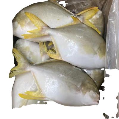 China Nutritious Frozen Golden Pompano Pompanos from China for sale