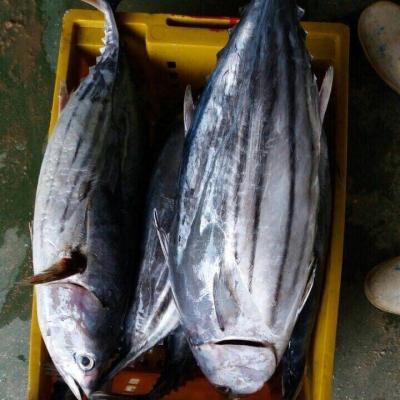 China Frozen Skipjack Tuna Fish China Frozen Skipjack Tuna Fish for sale