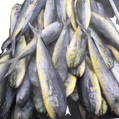 China Mahi Nutritious Frozen Mahi for sale