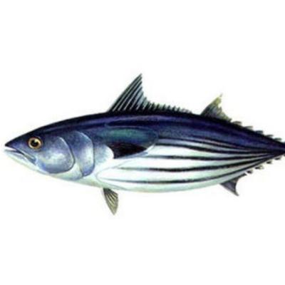 China 1.8KG FROZEN Up Sea Frozen Skipjack Tuna for sale