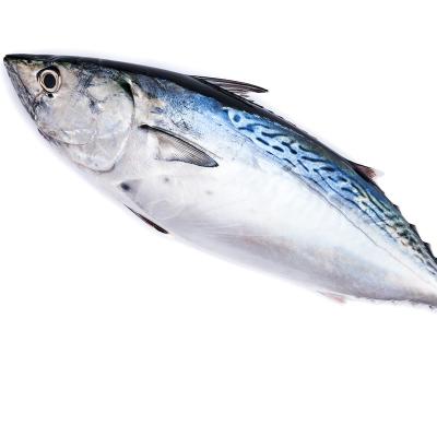 China FROZEN Bonito 150-250g Seafrozen for sale