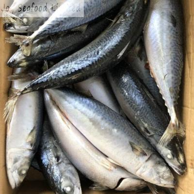 China Low Fat Frozen Herring Mackerel Scomber 500g japonicus up 100% N.W. for sale