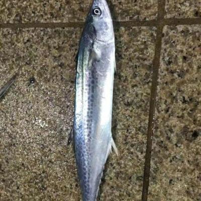 China Spanish Mackerel FROZEN Price for sale