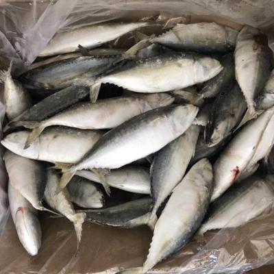 China Low-CARB Frozen Indian Mackerel AA Grade IQF for sale