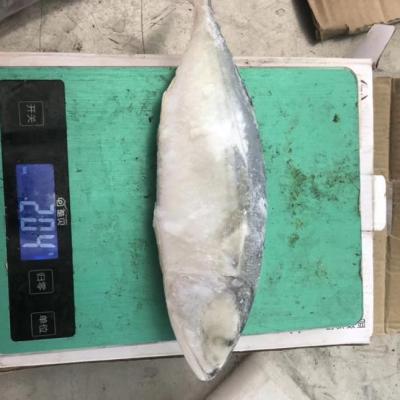 China Low sugar frozen Indian mackerel 6-8 8-10 for sale