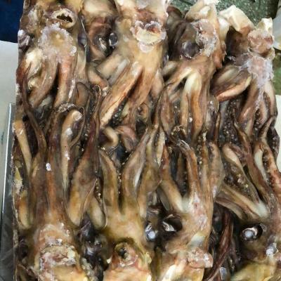 China Nutritious frozen squid/squid head tentacle for sale