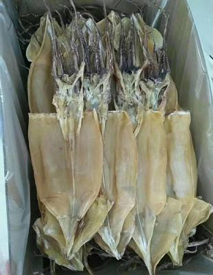 China Wholesale Dry Squid Nutritious Giant Squid On Sale for sale