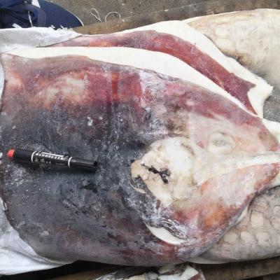 China Dosidicus gigas giant squid fillet nutritious frozen skin bandeau on and off chilli seafood frozen squid giant squid for sale