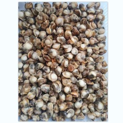 China Nutritious Frozen Scallop Meat IQF Baby Scallop for sale