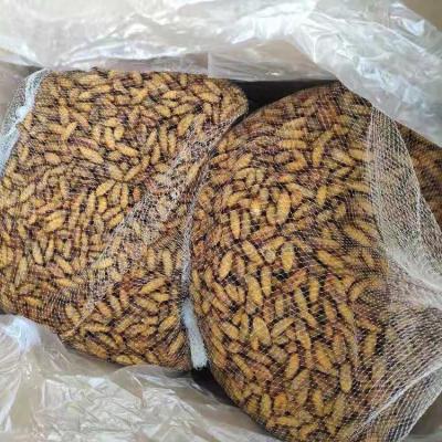 China Seafood frozen silkworm good quality for Thailand market for sale