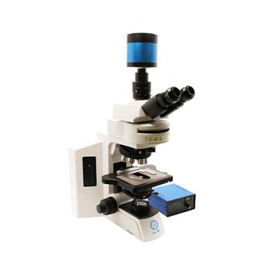 China Research Grade Upright Microscope B80F with 12V/3W LED Light Source for sale