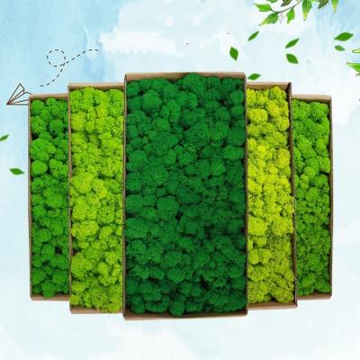 China Wholesale Eternal Natural Touch Wall Decoration A Grade Preserved Moss Interior Decor Office Green Wall Panels Bulk Preserved Moss for sale