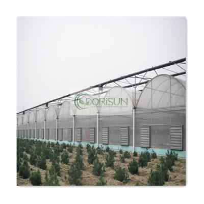 China China Greenhouse Side and Top Commercial Multi-span Plastic Tomato Ventilation Greenhouse Kenya for sale