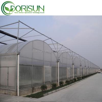 China Multi-span Professional Chinese Tomato Manufacturers Side And Top Poly Film Agricultural Ventilation Greenhouse for sale