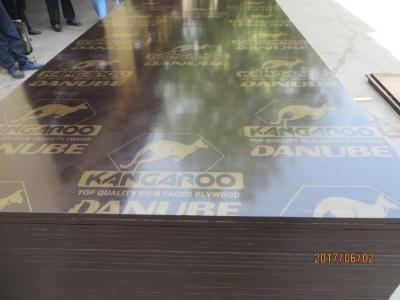 China KANGAROO BRAND FILM FACED PLYWOOD, POPLAR CORE, WBP MELAMINE GLUE, BROWN  PRINTED FILM for sale