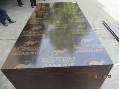 China KANGAROO BRAND FILM FACED PLYWOOD, POPLAR CORE, WBP MELAMINE GLUE,Formwork concrete film faced shuttering marine plywood for sale