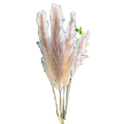 China Decoration Amazon Sells Free Samples High Quality Natural Customizable Pampas Grass Color Home Decoration Wedding Party Decoration for sale