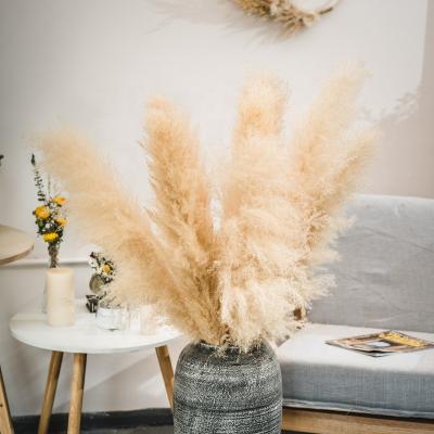 China Decoration Amazon Quality Factory Decor Dried Pampas Grass Large Natural White Beige Pampas Grass BOHO Pampas Grass Home Decoration for sale