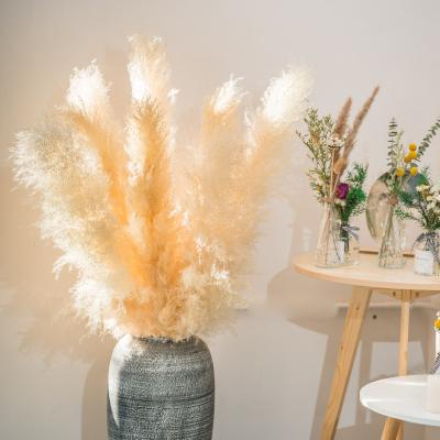 China Customizable High Quality Cheap Natural Pampas Grass Color Home Decoration BOHO Wedding Party Decoration Amazon Sample Hot Selling Decoration Amazon for sale