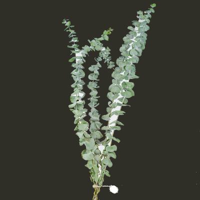 China Events Decoration Wholesale Home Decoration Cheap Dried Flowers 20-60cm Eucalyptus Leaves Yunnan Hot Selling Preserved Flower Wedding Supplies for sale