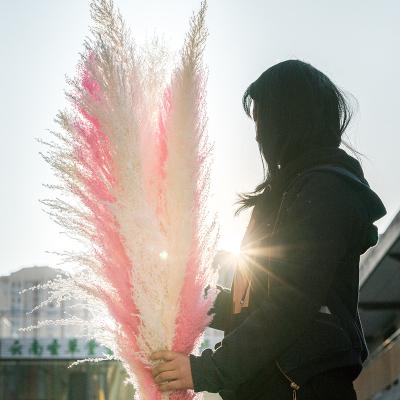 China Decoration Amazon Manufacturers Offer Free Samples Dried Pampas Grass White Natural Pampas Grass Large Pampas Grass Wedding Party Decor for sale