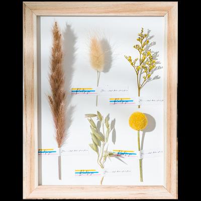 China Pampas Grass Decoration Dry Photo Frame Preserved Flower Ornament Rabbit Tail Picture Gold Ball Decorative Flowers and Plants for sale