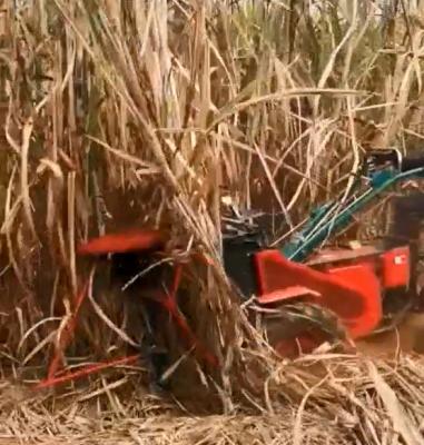 China Corn Mini Cane Harvester For Farm Sugar Cane Harvester Leaves Removing Machine Available for sale