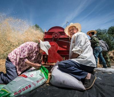 China Farms 300-800kg/hour Grain Thrasher With Diesel Engine For Wheat And Barley And Rice Thresher For Home Use for sale