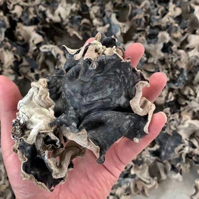 China Natural Product Fresh Agaric Dried Uncut Dried Black Fungus Mushroom For Cooking Dried Mushroom Black Mushroom for sale