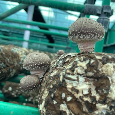 China Healthy Dried Shiitake Mushroom Prices Magic Mushrooms Dried Shiitake Mushroom 1kg Whole Dried Dehydrated S for sale