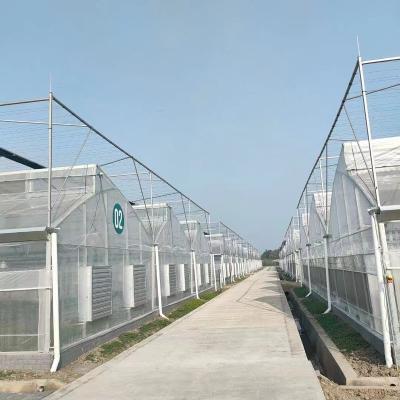 China Stable Structure Easily Assembled Custom Green House Hydroponics Greenhouse NFT Greenhouse for sale