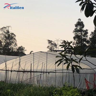 China 3M Wide 20 Ft Galvanized Wholesale Tunnell Pe Mesh Sun Agriculture Temperature Control Steel Frame Single Span PE Film Greenhouse Plant Tunnell for sale