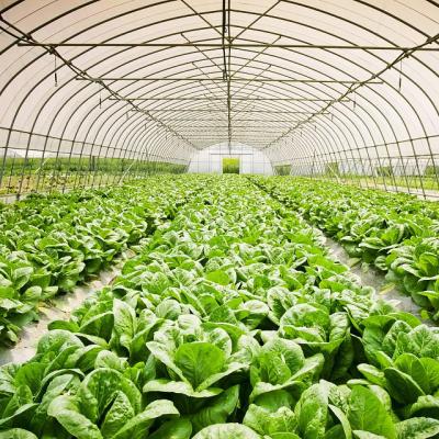 China Single Span Agricultural Planting Greenhouse Glass Greenhouse Fruit Garden Vegetable Flowers Large Size For Tomato Lemon Vegetable for sale