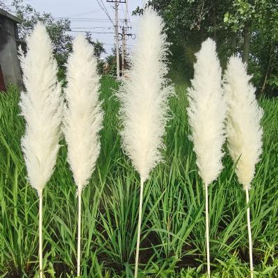 China Wholesale Phragmites 45cm Large Durable White Natural Dry Decorative Pampas Grass Artificial Pampas Grass for sale