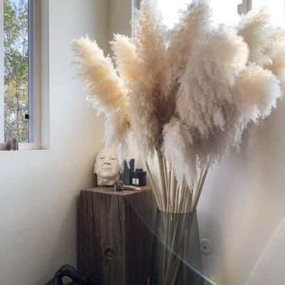 China 2020 New Arrivals Durable Dried Flowers Grass Wedding Decorative White Beige Tall Pampas Grass Fluffy Decorations For Home Party for sale