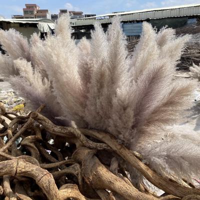 China Amazon Durable Hot Selling Decoration Dried Flowers Brown White For Pampas Grass Tall Pampas Grass For Home Or Weddings Decoration for sale